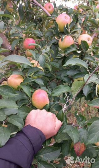 Саженцы из нашего питомника