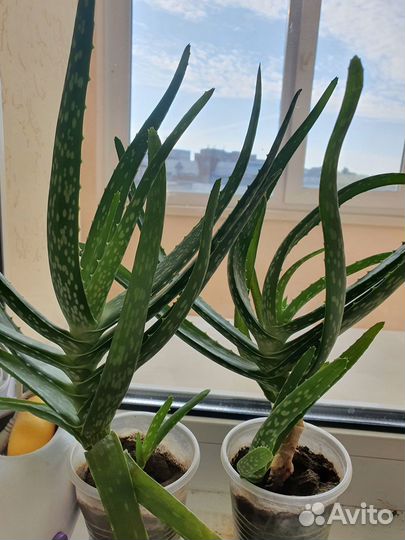 Домашнее растение, Алоэ вера