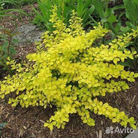 Барбарис тунберга Сенсейшен