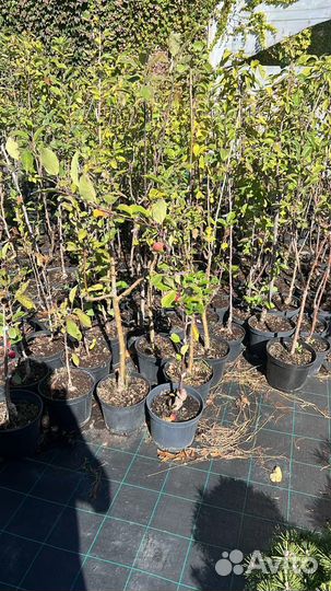 Плодовые саженцы в горшках оптом