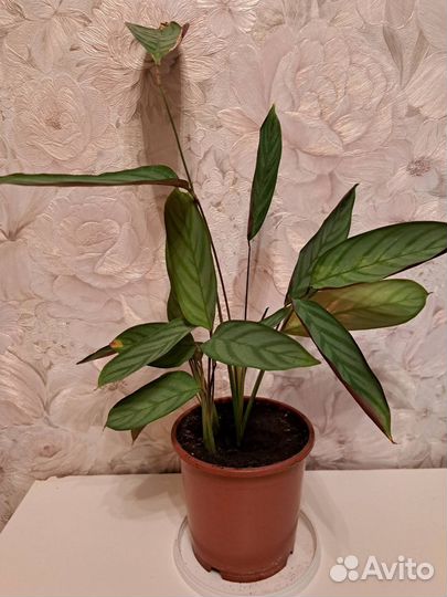 Аглаонема, Адиантум, Бегония, Декабрист,Ктенанта