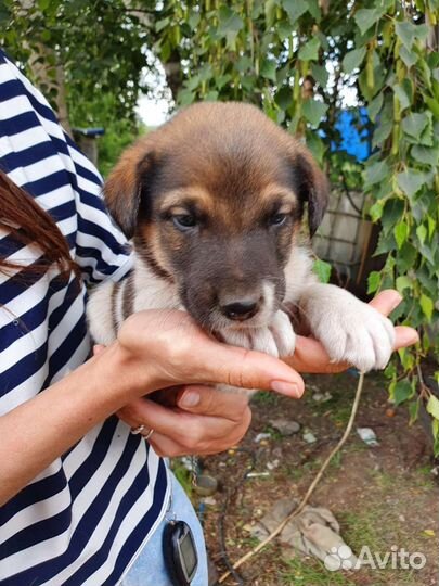 Очень милый щеночек, 1 месяц, бесплатно