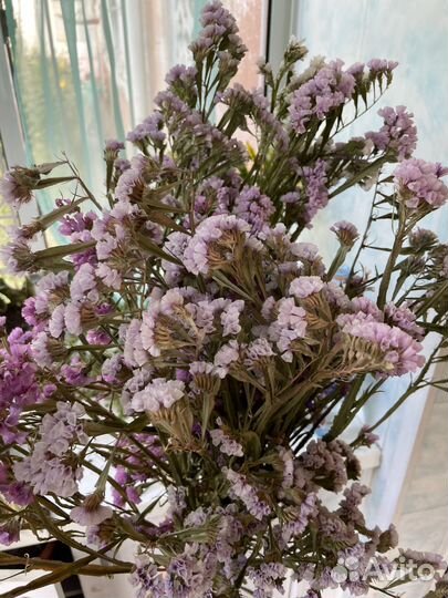 Станица сухоцвет