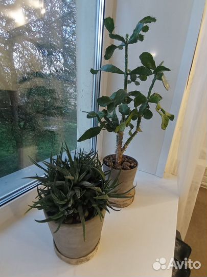 Суккулент и кактус гигант