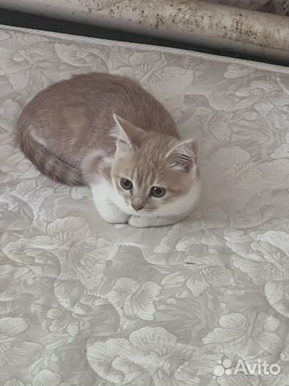 Котенок
