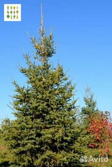 Саженцы ели с гарантией опт