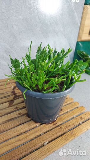 Рипсалис микс