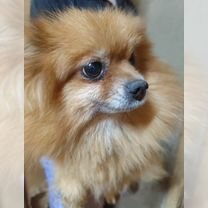 Померанский шпиц, взрослая собака