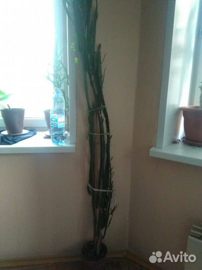 Продам комнатные цветы большой выбор