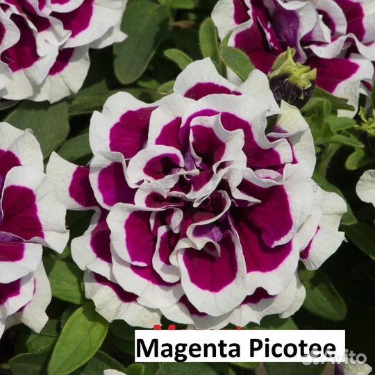 Вегетативная петуния