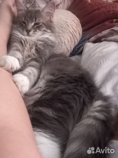 Котята бесплатно
