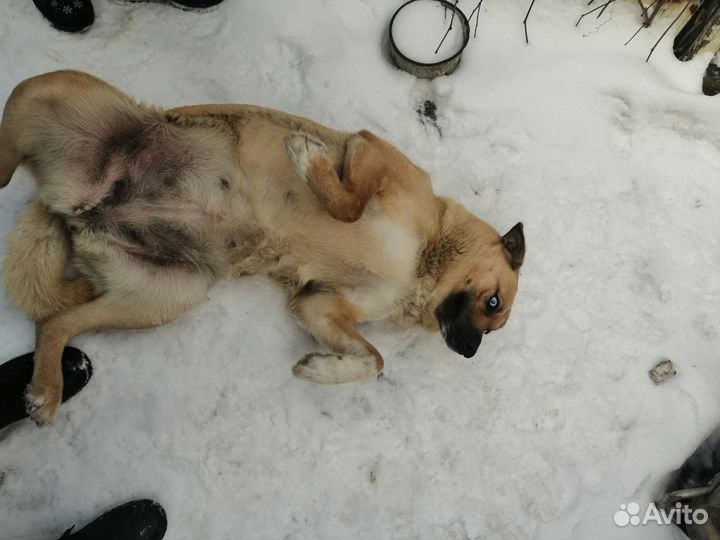 Собака в добрые руки