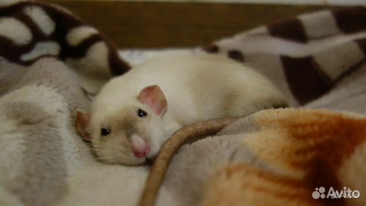 Крыса в добрые руки