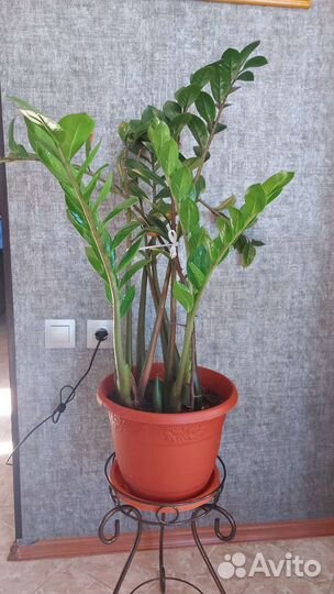 Замиокулькас