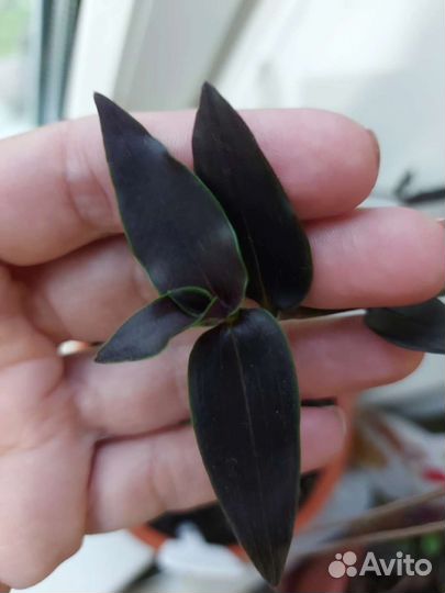 Срезы традесканций