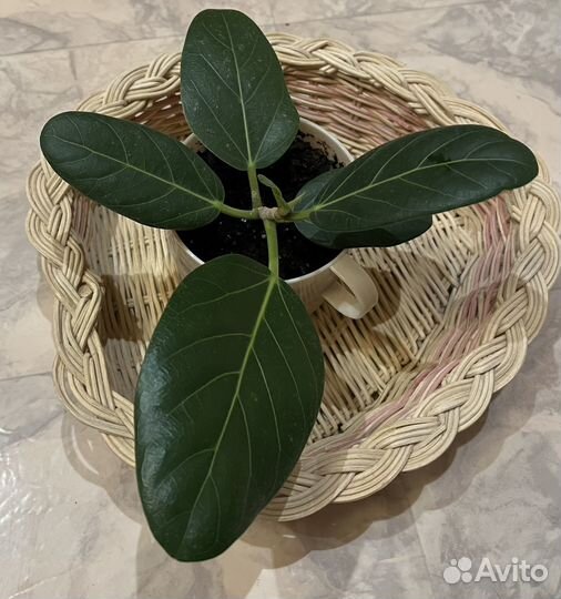 Фикус бенгальский одри