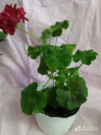 Пеларгония герань