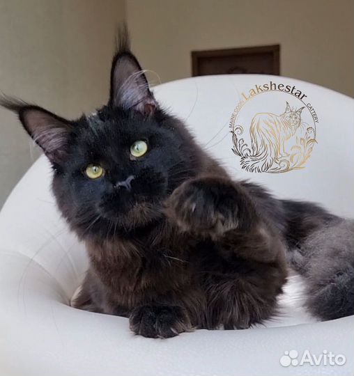 Мейн кун из питомника Lakshestar