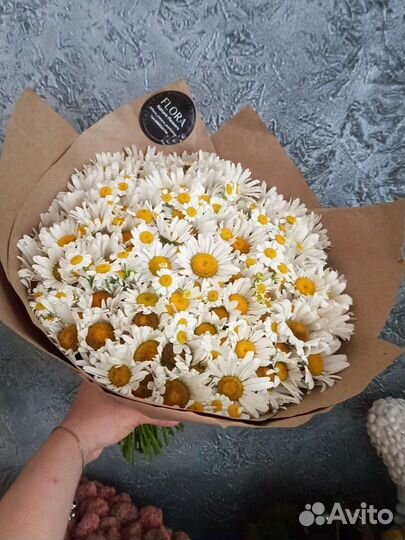 Ромашки Полевые