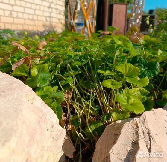 Будра плющевидная саженец, укорененный черенок