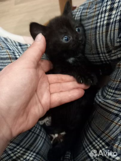 Котята в очень добрые руки