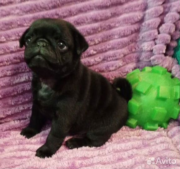 Мопсы продажа