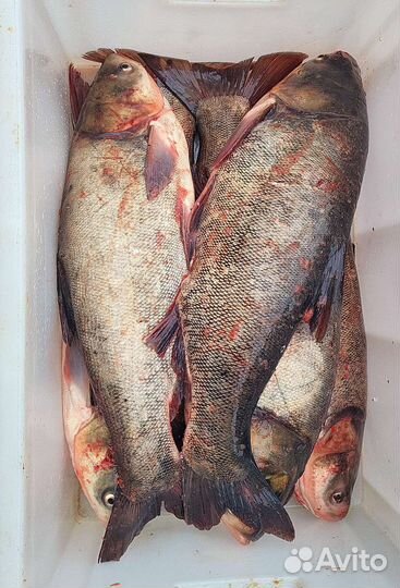 Карп зеркальный. Живая рыба