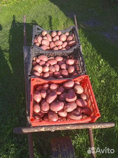 Продам картофель