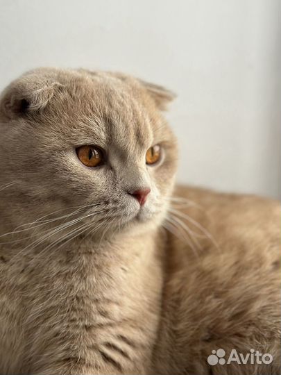 Шотландский кот вязка