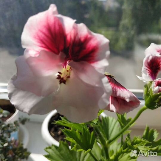 Королевская пеларгония