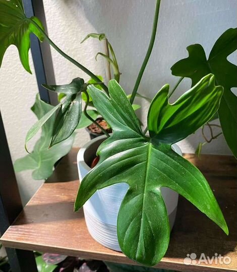 От пальм до компактных комнатных растений