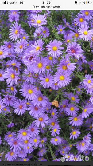 Многолетние Цветы