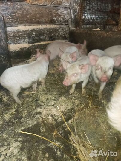 Поросенок ландрас