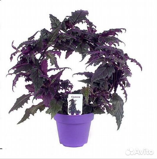 Гинура (комнатный цветок)