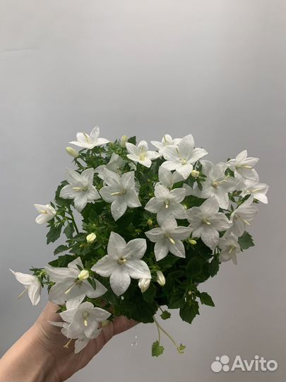 Кампанула жених и невеста