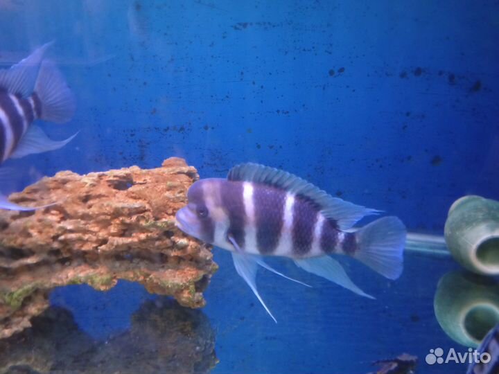 Фронтоза Бурунди