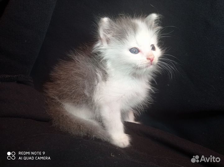 Котёнок Цезарь