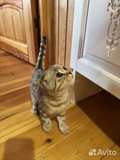 Шотландская вислоухая