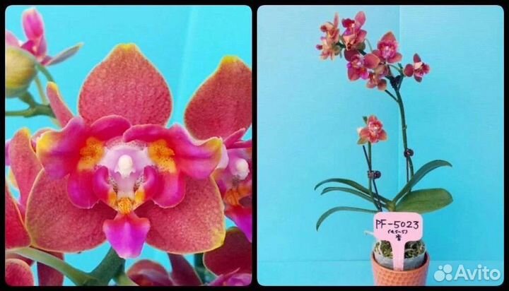 Орхидея фаленопсис бабочка мультифлора