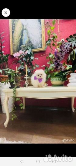 Маленькие солнышки