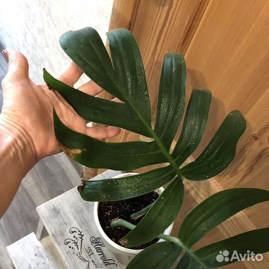 Филодендрон Рафидофора