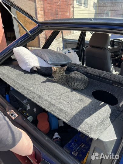 Кот в добрые руки