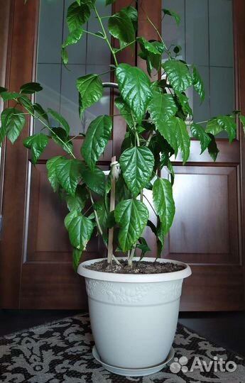 Китайская роза