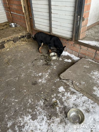 Пастушья собака