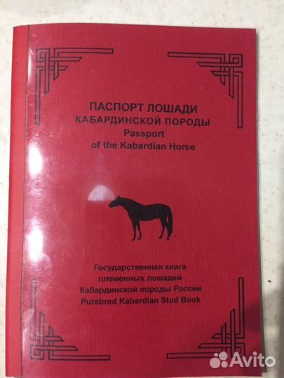 Жеребец иноходец