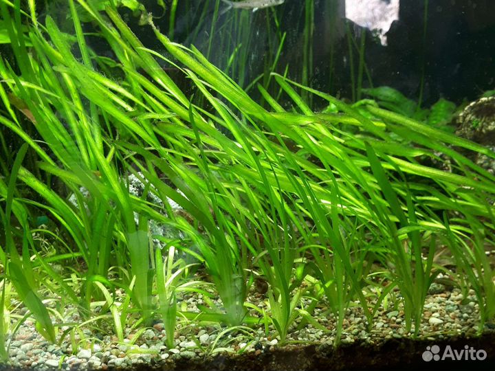 Валлиснерия