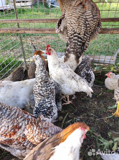 Ия Пушкинской породы, цыплята