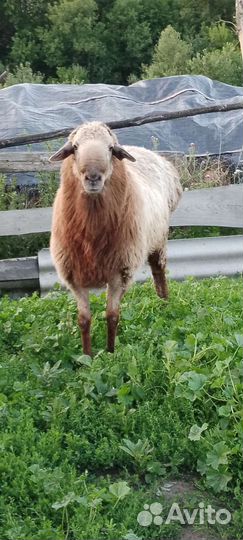 Овцы бараны