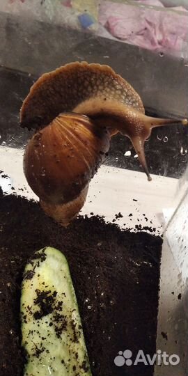 Улитки Ахатины