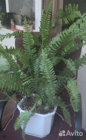 Диффенбахия. Декабрист. Папоротник